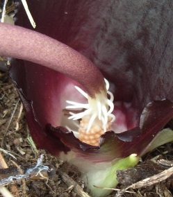 Biarum tenuifolium / Gigaro a foglie sottili